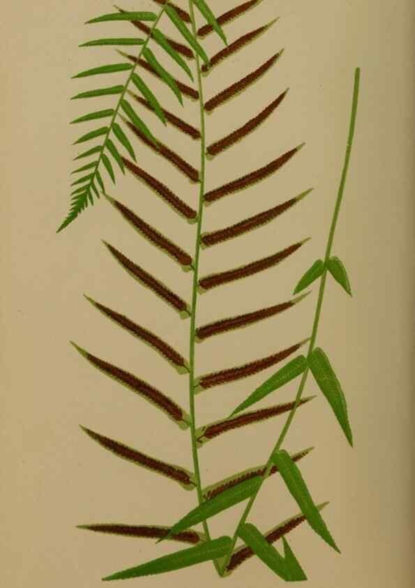 Reproducción/Reproduction 49626357328: Ferns: British and exotic.... London,Groombridge and Sons,1856-60.. 