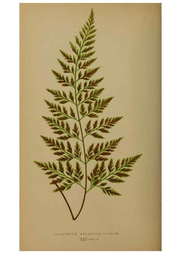 Reproducción/Reproduction 49627148027: Ferns: British and exotic.... London,Groombridge and Sons,1856-60.. 