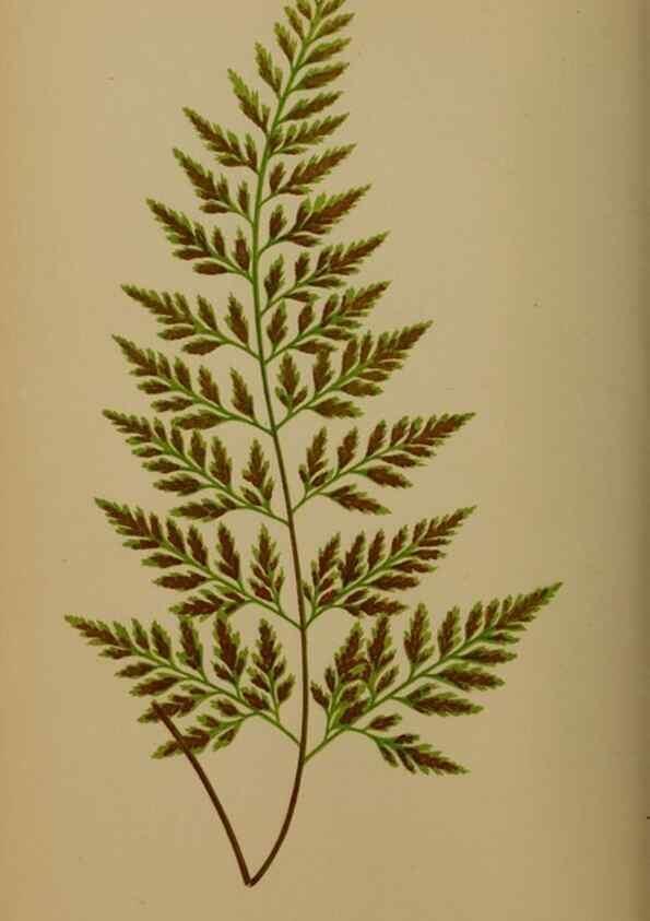 Reproducción/Reproduction 49627148027: Ferns: British and exotic.... London,Groombridge and Sons,1856-60.. 