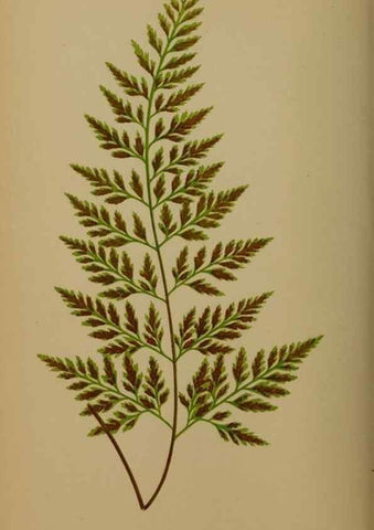 Reproducción/Reproduction 49627148027: Ferns: British and exotic.... London,Groombridge and Sons,1856-60.. 