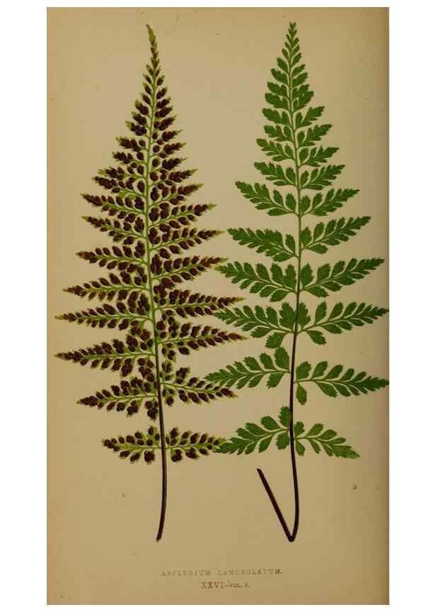 Reproducción/Reproduction 49626875786: Ferns: British and exotic.... London,Groombridge and Sons,1856-60.. 