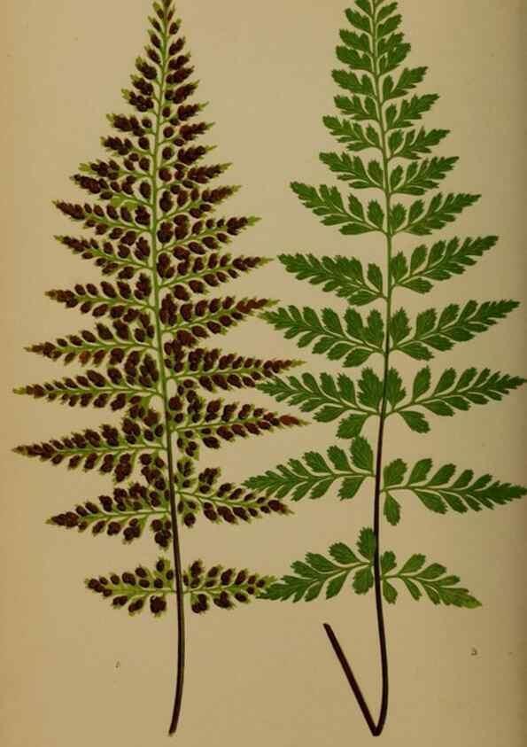Reproducción/Reproduction 49626875786: Ferns: British and exotic.... London,Groombridge and Sons,1856-60.. 