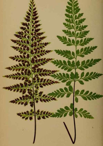 Reproducción/Reproduction 49626875786: Ferns: British and exotic.... London,Groombridge and Sons,1856-60.. 