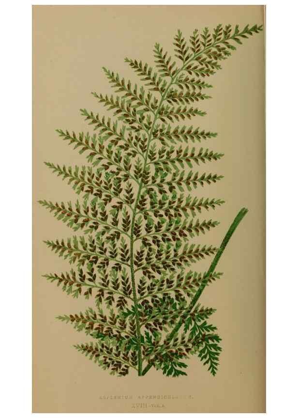 Reproducción/Reproduction 49626355788: Ferns: British and exotic.... London,Groombridge and Sons,1856-60.. 