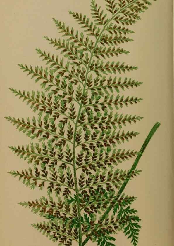 Reproducción/Reproduction 49626355788: Ferns: British and exotic.... London,Groombridge and Sons,1856-60.. 