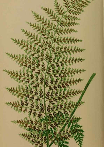 Reproducción/Reproduction 49626355788: Ferns: British and exotic.... London,Groombridge and Sons,1856-60.. 