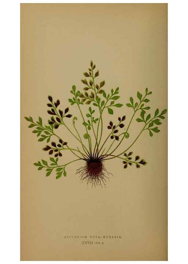 Reproducción/Reproduction 49627148582: Ferns: British and exotic.... London,Groombridge and Sons,1856-60.. 