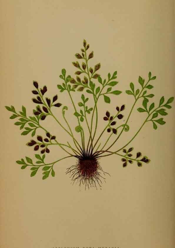 Reproducción/Reproduction 49627148582: Ferns: British and exotic.... London,Groombridge and Sons,1856-60.. 