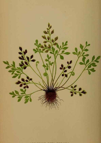 Reproducción/Reproduction 49627148582: Ferns: British and exotic.... London,Groombridge and Sons,1856-60.. 