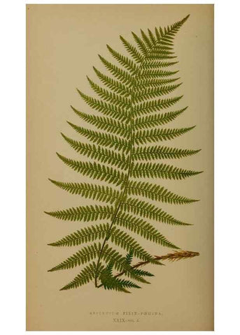 Reproducción/Reproduction 49627149062: Ferns: British and exotic.... London,Groombridge and Sons,1856-60.. 
