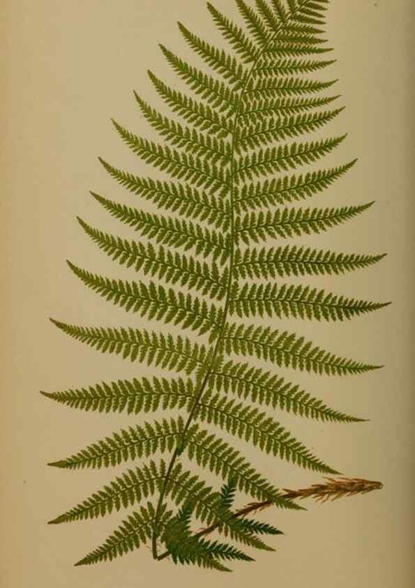Reproducción/Reproduction 49627149062: Ferns: British and exotic.... London,Groombridge and Sons,1856-60.. 