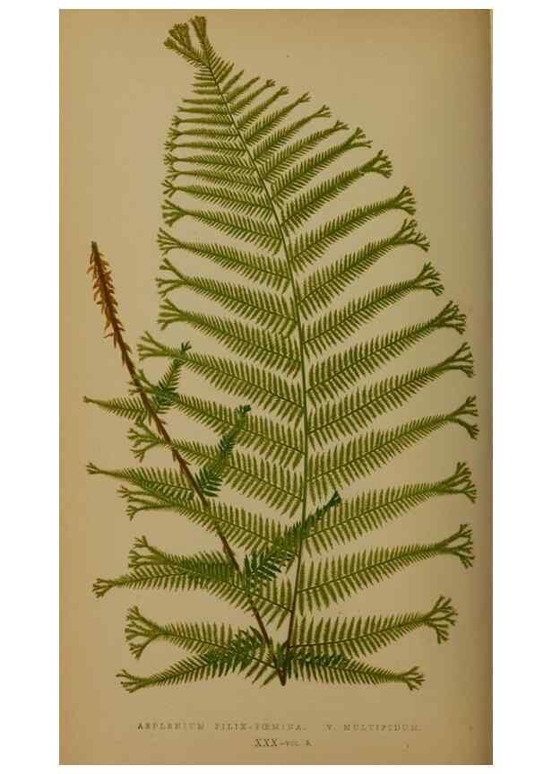 Reproducción/Reproduction 49626876796: Ferns: British and exotic.... London,Groombridge and Sons,1856-60.. 