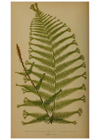Reproducción/Reproduction 49626876796: Ferns: British and exotic.... London,Groombridge and Sons,1856-60.. 