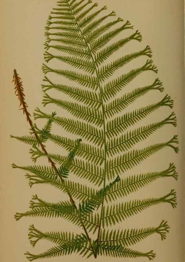 Reproducción/Reproduction 49626876796: Ferns: British and exotic.... London,Groombridge and Sons,1856-60.. 