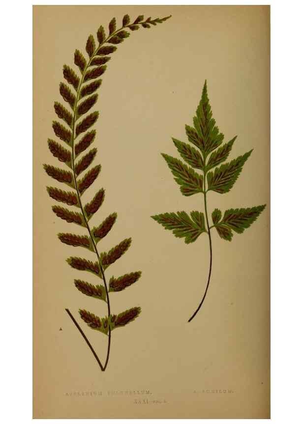 Reproducción/Reproduction 49626359123: Ferns: British and exotic.... London,Groombridge and Sons,1856-60.. 