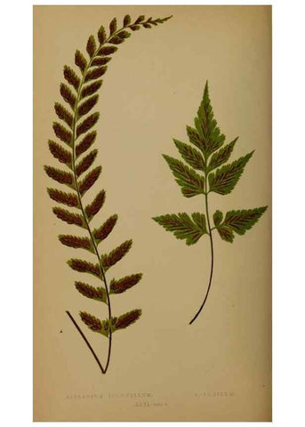 Reproducción/Reproduction 49626359123: Ferns: British and exotic.... London,Groombridge and Sons,1856-60.. 