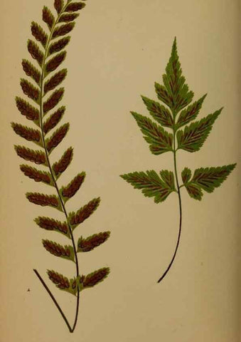 Reproducción/Reproduction 49626359123: Ferns: British and exotic.... London,Groombridge and Sons,1856-60.. 