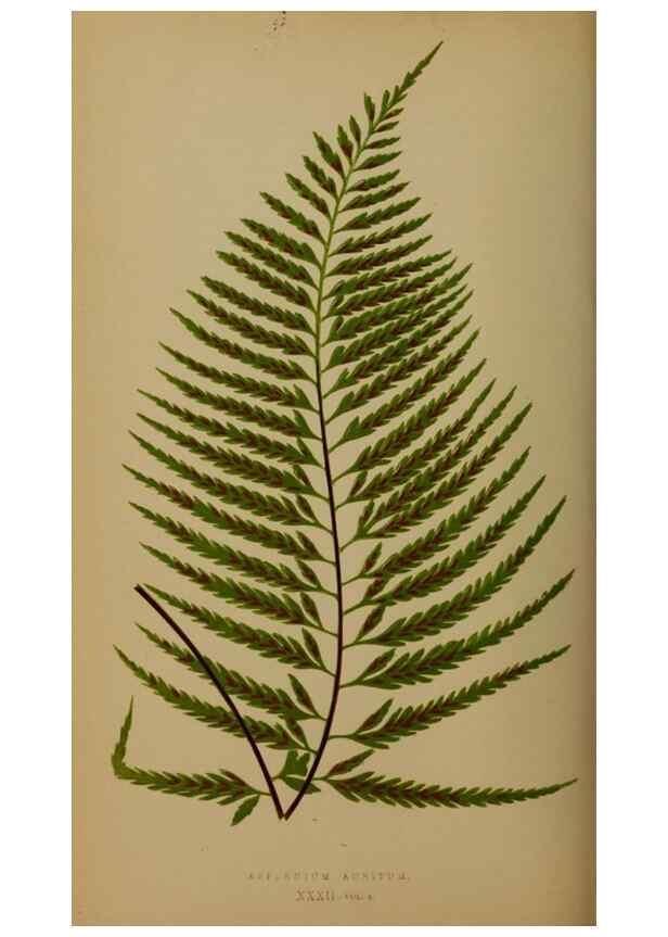 Reproducción/Reproduction 49626877276: Ferns: British and exotic.... London,Groombridge and Sons,1856-60.. 