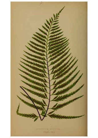 Reproducción/Reproduction 49626877276: Ferns: British and exotic.... London,Groombridge and Sons,1856-60.. 