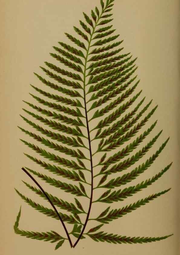 Reproducción/Reproduction 49626877276: Ferns: British and exotic.... London,Groombridge and Sons,1856-60.. 