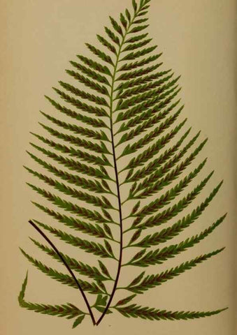 Reproducción/Reproduction 49626877276: Ferns: British and exotic.... London,Groombridge and Sons,1856-60.. 