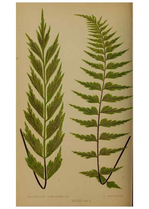 Reproducción/Reproduction 49626359668: Ferns: British and exotic.... London,Groombridge and Sons,1856-60.. 