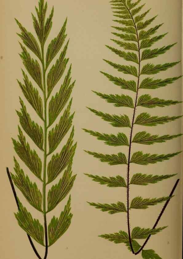 Reproducción/Reproduction 49626359668: Ferns: British and exotic.... London,Groombridge and Sons,1856-60.. 