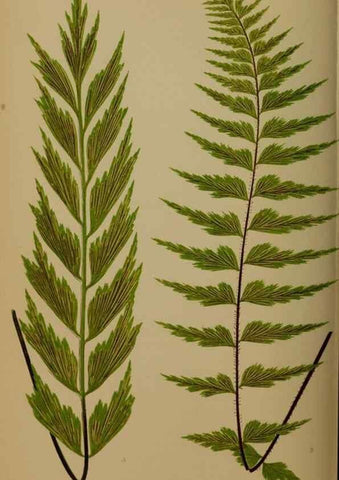 Reproducción/Reproduction 49626359668: Ferns: British and exotic.... London,Groombridge and Sons,1856-60.. 