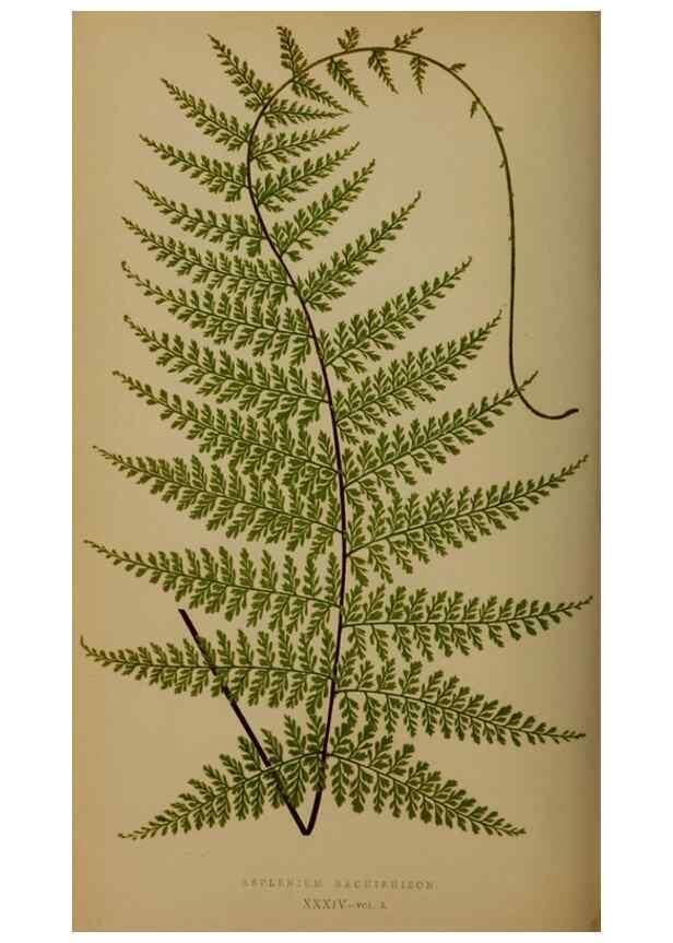 Reproducción/Reproduction 49627150232: Ferns: British and exotic.... London,Groombridge and Sons,1856-60.. 