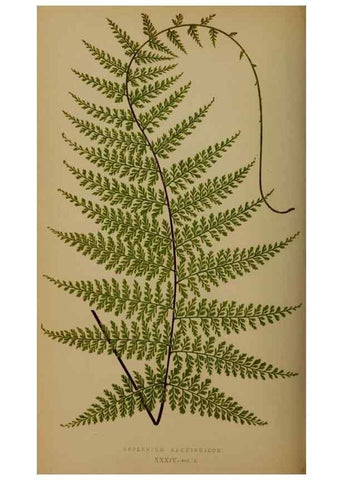 Reproducción/Reproduction 49627150232: Ferns: British and exotic.... London,Groombridge and Sons,1856-60.. 
