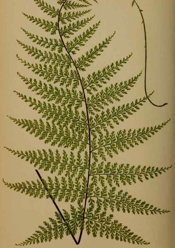 Reproducción/Reproduction 49627150232: Ferns: British and exotic.... London,Groombridge and Sons,1856-60.. 