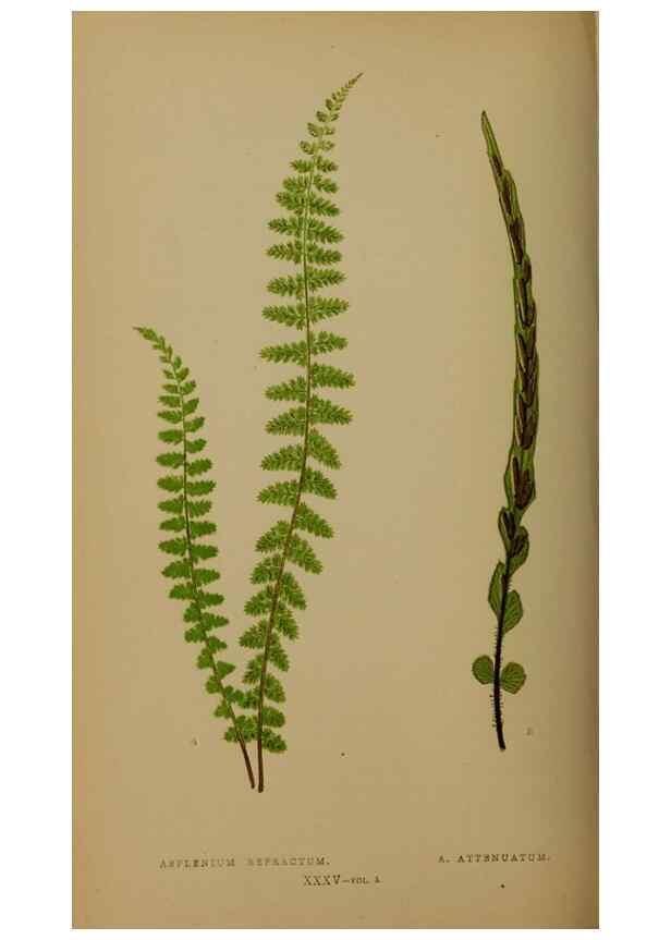 Reproducción/Reproduction 49626360098: Ferns: British and exotic.... London,Groombridge and Sons,1856-60.. 