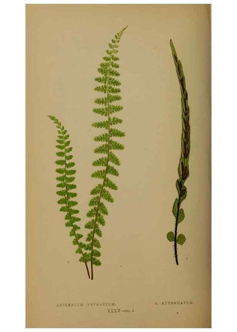 Reproducción/Reproduction 49626360098: Ferns: British and exotic.... London,Groombridge and Sons,1856-60.. 