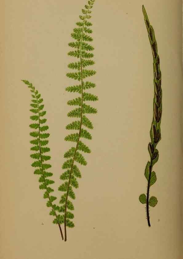 Reproducción/Reproduction 49626360098: Ferns: British and exotic.... London,Groombridge and Sons,1856-60.. 