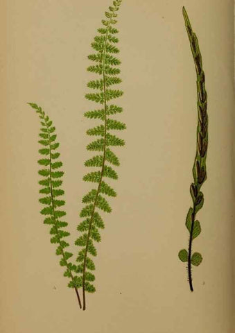 Reproducción/Reproduction 49626360098: Ferns: British and exotic.... London,Groombridge and Sons,1856-60.. 