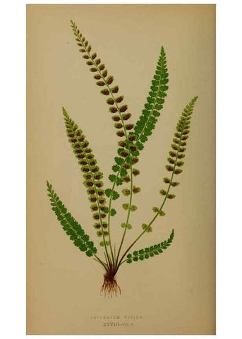 Reproducción/Reproduction 49626876311: Ferns: British and exotic.... London,Groombridge and Sons,1856-60.. 