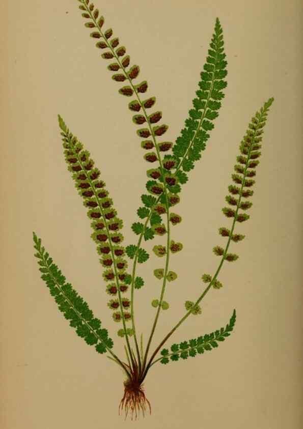 Reproducción/Reproduction 49626876311: Ferns: British and exotic.... London,Groombridge and Sons,1856-60.. 