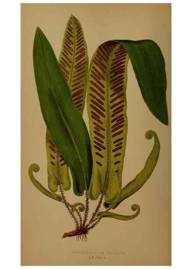 Reproducción/Reproduction 49626364838: Ferns: British and exotic.... London,Groombridge and Sons,1856-60.. 