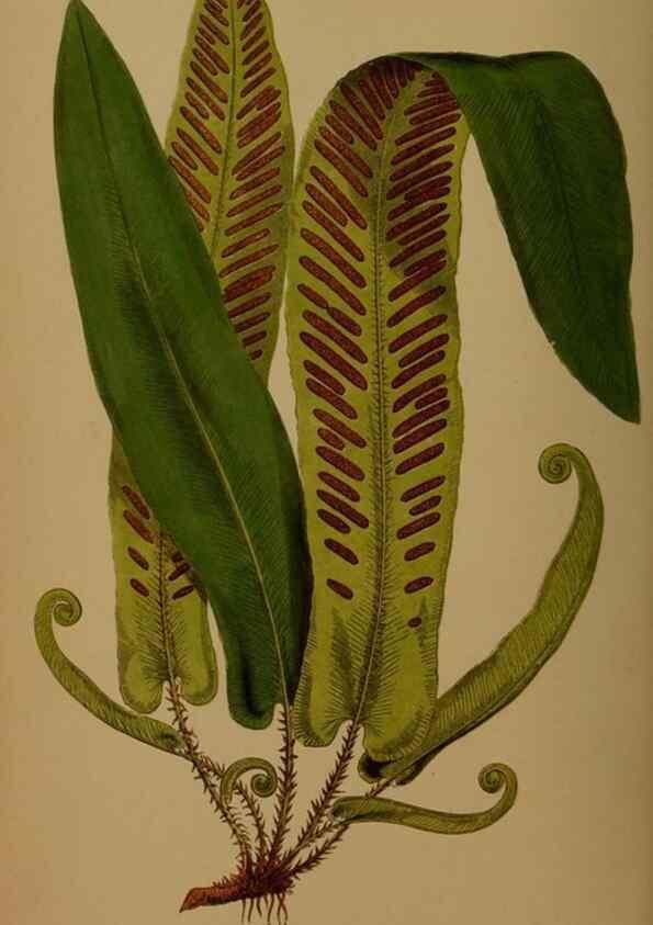 Reproducción/Reproduction 49626364838: Ferns: British and exotic.... London,Groombridge and Sons,1856-60.. 