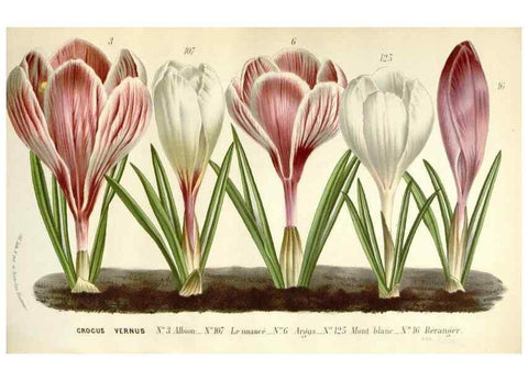 Reproducción/Reproduction 49589200982: Flore des serres et des jardins de l'Europe. A Gand :chez Louis van Houtte, eÌditeur,1845-1880.. 