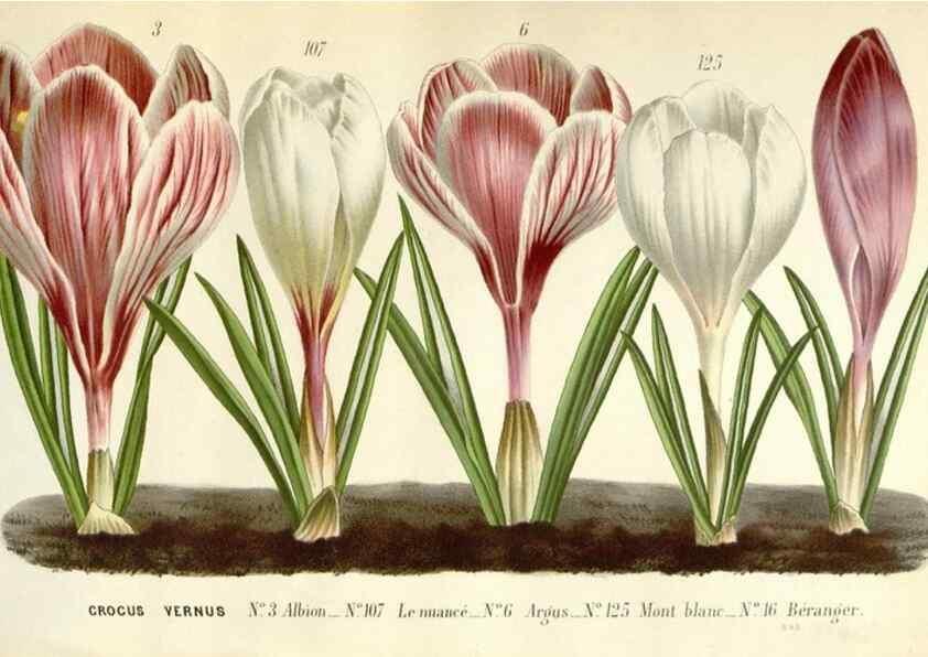 Reproducción/Reproduction 49589200982: Flore des serres et des jardins de l'Europe. A Gand :chez Louis van Houtte, eÌditeur,1845-1880.. 