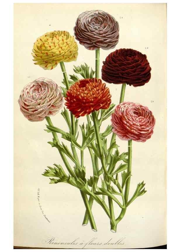 Reproducción/Reproduction 49588467933: Flore des serres et des jardins de l'Europe. A Gand :chez Louis van Houtte, eÌditeur,1845-1880.. 