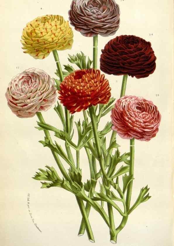 Reproducción/Reproduction 49588467933: Flore des serres et des jardins de l'Europe. A Gand :chez Louis van Houtte, eÌditeur,1845-1880.. 