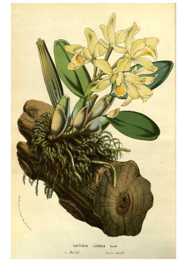 Reproducción/Reproduction 49588882212: Flore des serres et des jardins de l'Europe. A Gand :chez Louis van Houtte, eÌditeur,1845-1880.. 