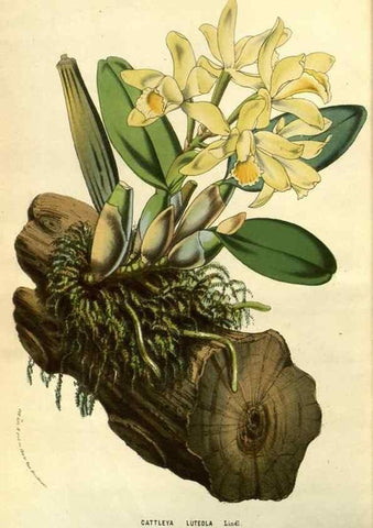 Reproducción/Reproduction 49588882212: Flore des serres et des jardins de l'Europe. A Gand :chez Louis van Houtte, eÌditeur,1845-1880.. 