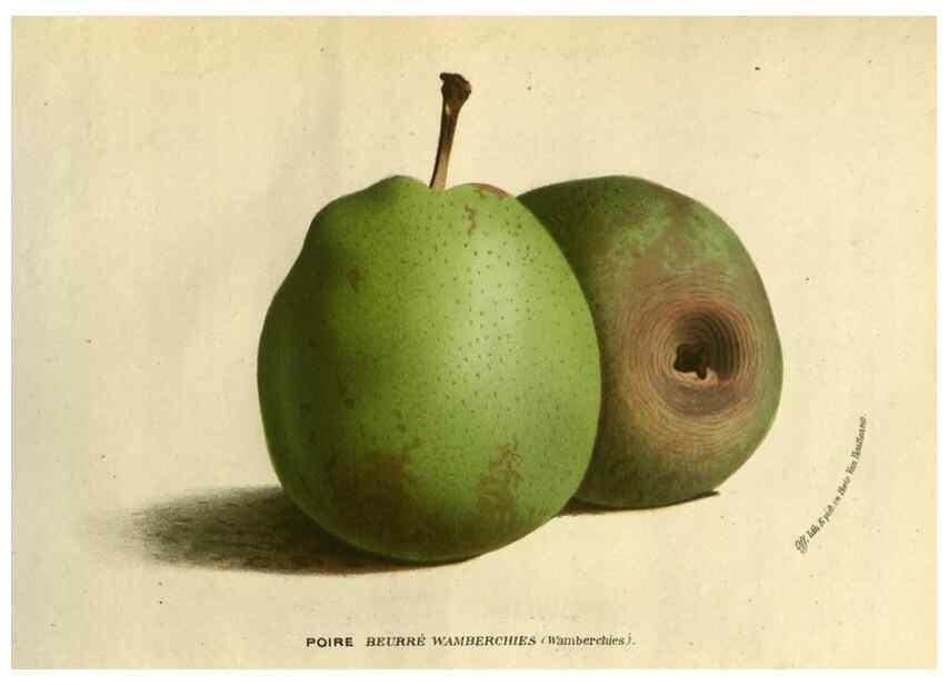 Reproducción/Reproduction 49588637121: Flore des serres et des jardins de l'Europe. A Gand :chez Louis van Houtte, eÌditeur,1845-1880.. 