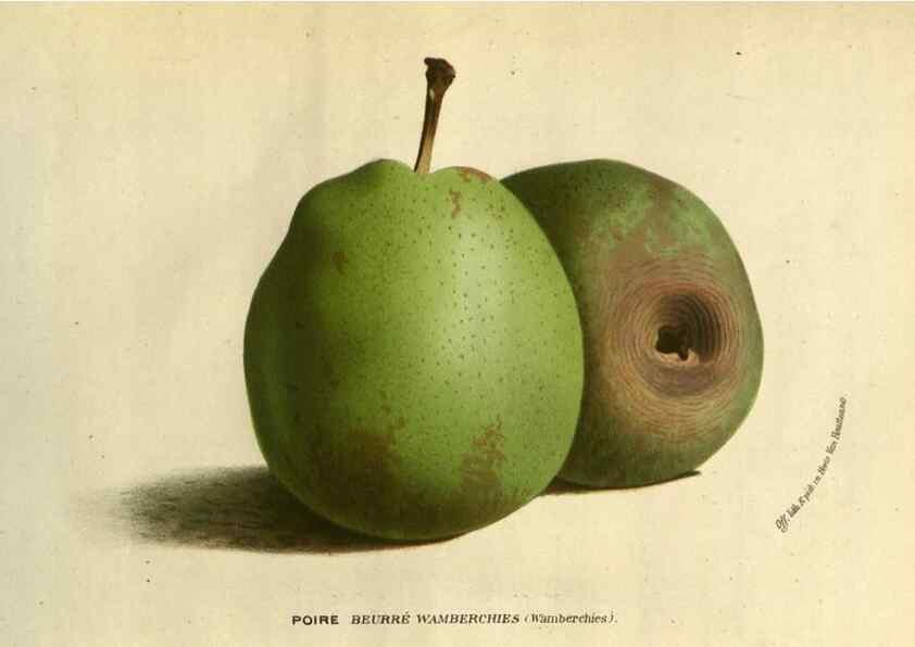 Reproducción/Reproduction 49588637121: Flore des serres et des jardins de l'Europe. A Gand :chez Louis van Houtte, eÌditeur,1845-1880.. 