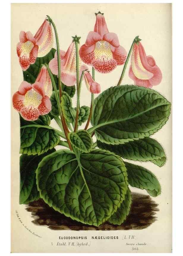 Reproducción/Reproduction 49588452833: Flore des serres et des jardins de l'Europe. A Gand :chez Louis van Houtte, eÌditeur,1845-1880.. 
