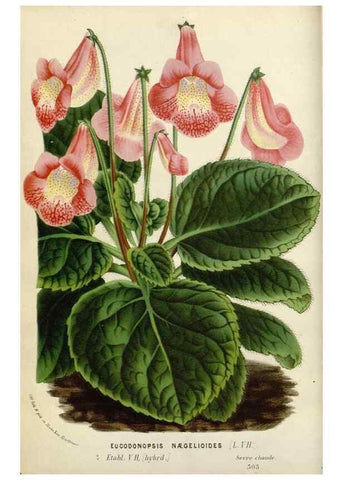 Reproducción/Reproduction 49588452833: Flore des serres et des jardins de l'Europe. A Gand :chez Louis van Houtte, eÌditeur,1845-1880.. 
