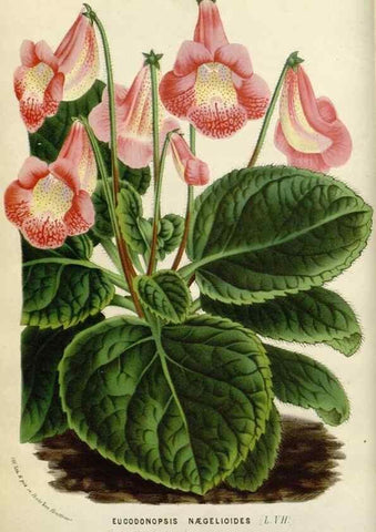 Reproducción/Reproduction 49588452833: Flore des serres et des jardins de l'Europe. A Gand :chez Louis van Houtte, eÌditeur,1845-1880.. 